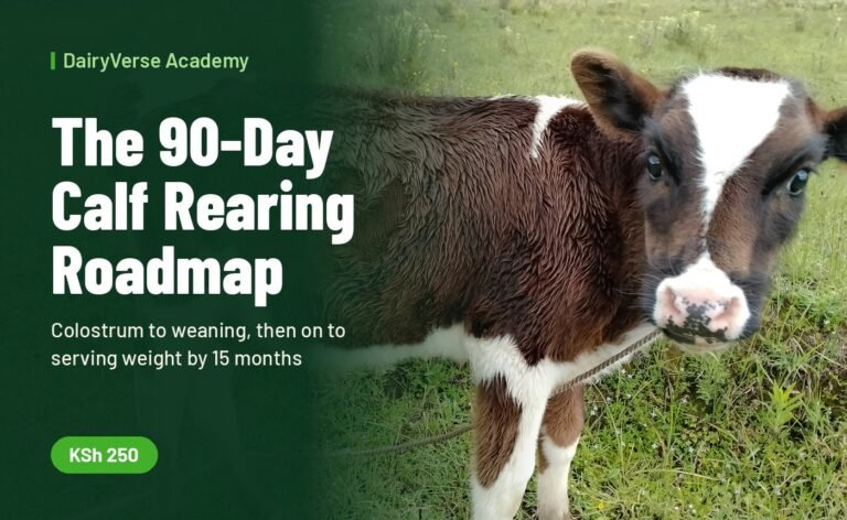 The 90-Day Calf Rearing Roadmap: Birth to Weaning